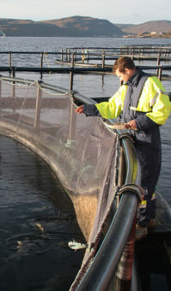 "- Det skal være mulig å få all fisken til å spise, sier Kristiansen." "- Det skal være mulig å få all fisken til å spise, sier Kristiansen."