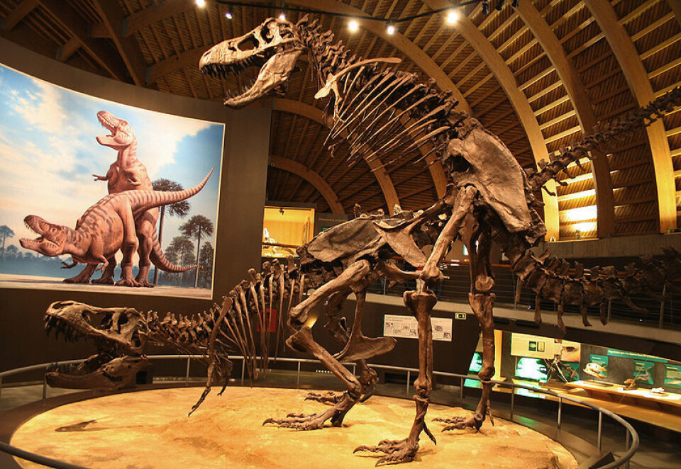 T-rex-utstilling ved Museo Jurásico de Asturias (Foto: Mario Modesto/Wikimedia Creative Commons)