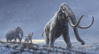 Verdens eldste DNA: Forskere har studert genomet til en million år gamle mammuter