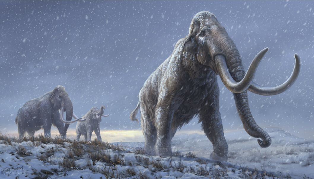 Illustrasjon av steppemammuter, forgjengeren til ullhåret mammut. Rekonstruksjonen er basert på ny genetisk informasjon. Illustrasjon av steppemammuter, forgjengeren til ullhåret mammut. Rekonstruksjonen er basert på ny genetisk informasjon.