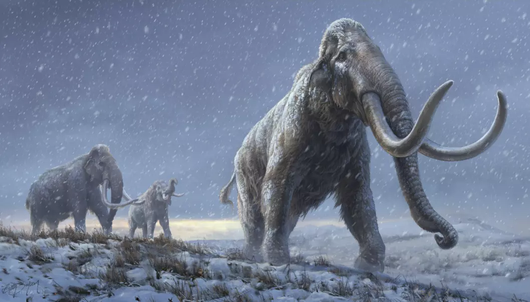 Illustrasjon av steppemammuter, forgjengeren til ullhåret mammut. Rekonstruksjonen er basert på ny genetisk informasjon.