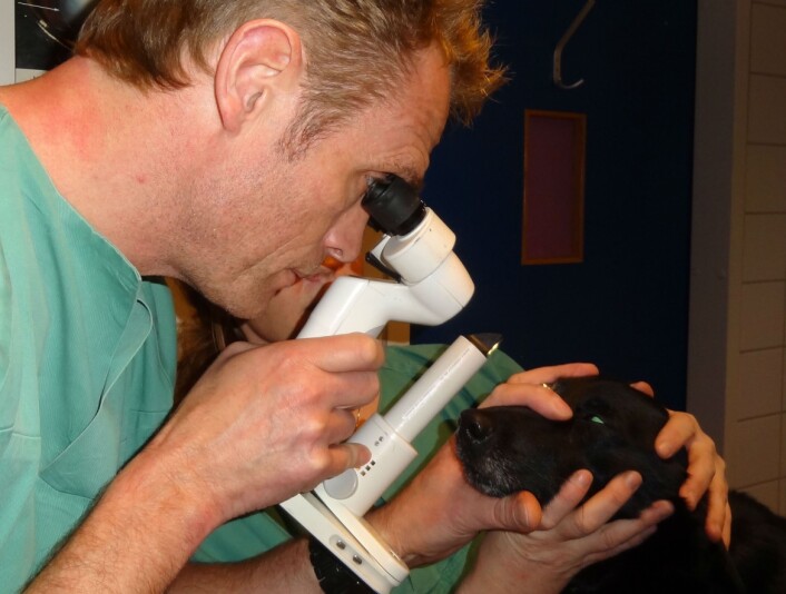 - De aller fleste hunder sitter stille ved en slik undersøkelse, sier forsker og veterinær Ernst-Otto Ropstad. Instrumentet heter spaltelampe, og brukes blant annet til å diagnostisere grå stær. (Foto: NVH) - De aller fleste hunder sitter stille ved en slik undersøkelse, sier forsker og veterinær Ernst-Otto Ropstad. Instrumentet heter spaltelampe, og brukes blant annet til å diagnostisere grå stær. (Foto: NVH)