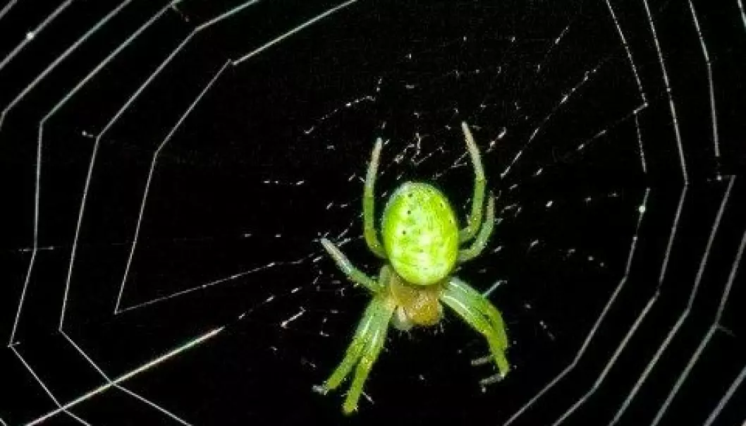 Slik lager edderkoppen nettet sitt