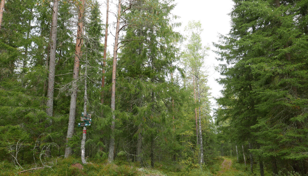 Med litt restaureringshjelp vil nasjonalparkområdet med tiden bli mer variert, til glede for flere hundre tusen mennesker som bor i umiddelbar nærhet. Med litt restaureringshjelp vil nasjonalparkområdet med tiden bli mer variert, til glede for flere hundre tusen mennesker som bor i umiddelbar nærhet.