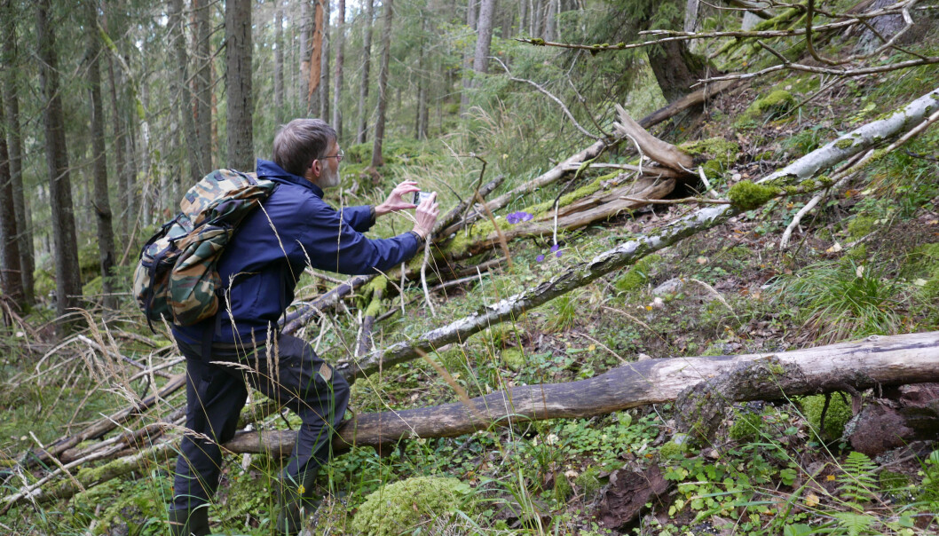 I det aktuelle nasjonalparkområdet har forskerne funnet små lommer med arter knyttet til gammel naturskog, som etter hvert vil kunne spre seg når det blir mer gammel skog. Her er forsker Egil Bendiksen, som har kartlagt naturverdiene i området. I det aktuelle nasjonalparkområdet har forskerne funnet små lommer med arter knyttet til gammel naturskog, som etter hvert vil kunne spre seg når det blir mer gammel skog. Her er forsker Egil Bendiksen, som har kartlagt naturverdiene i området.