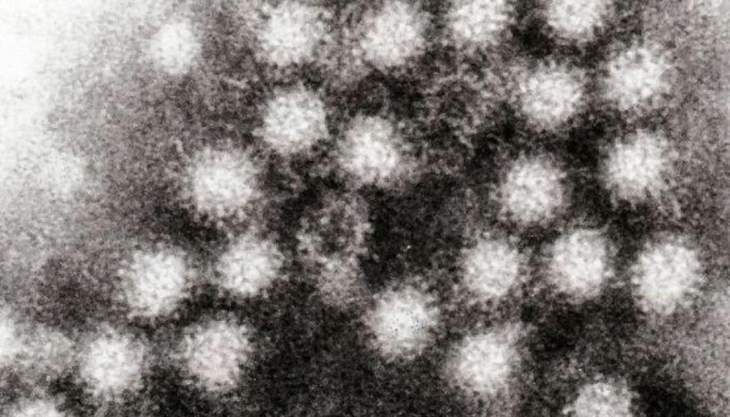Noroviruset endelig fanget