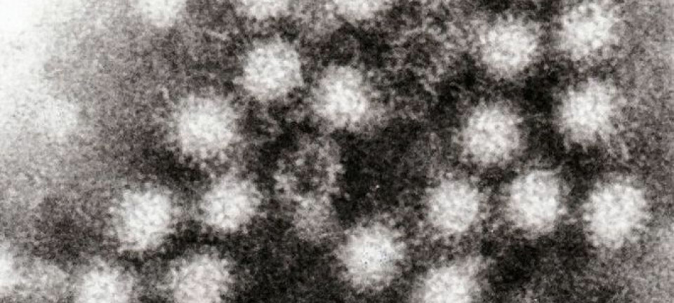 Portrett av fienden: noroviruset. GrahamColm/Wikimedia Commons