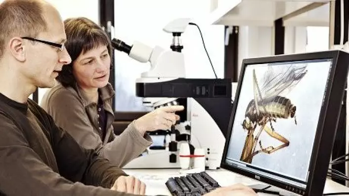 Forskarane Torbjørn Ekrem og Elisabeth Stur studerer fjørmygg i mikroskopilaben på NTNU Vitskapspsmuseet. (Foto: Geir Mogen/NTNU Vitenskapsmuseet)