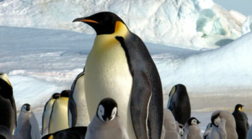 Teller pingviner fra rommet
