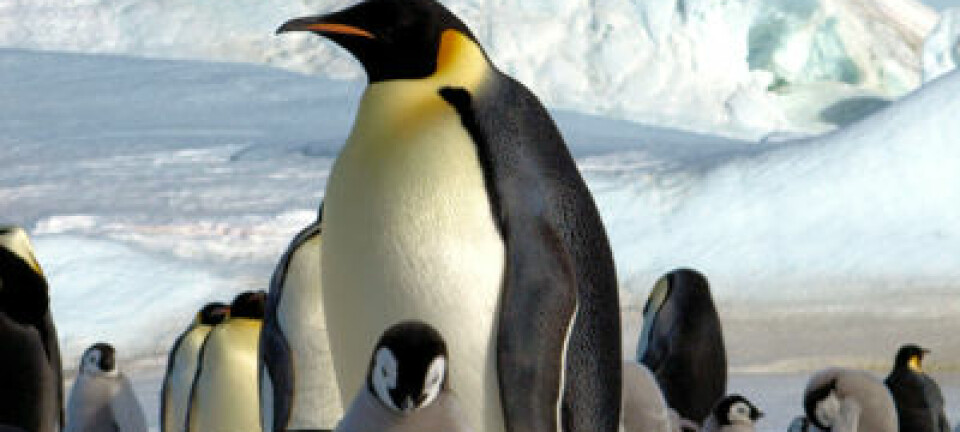Keiserpingviner i Antarktis. British Antarctic Survey