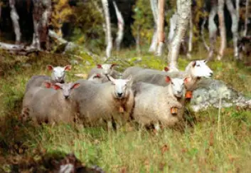 "Det antas at omtrent 300 000 lam i Norge blir påvirket av flått og sjodogg hvert år. Foto: Kari Grøva."