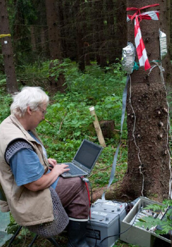 Professor Nadezhda Nadezhdina fra Mendeluniversitetet i Brno henter ned data fra loggeren som registrerer sevjeflyt ved hjelp av temperaturforskjeller. (Foto: Isabella Børja) Professor Nadezhda Nadezhdina fra Mendeluniversitetet i Brno henter ned data fra loggeren som registrerer sevjeflyt ved hjelp av temperaturforskjeller. (Foto: Isabella Børja)