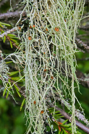En livskraftig mjuktjafs med mange sporebærende fruktlegemer. (Foto: Jørund Rolstad / Skog og landskap) En livskraftig mjuktjafs med mange sporebærende fruktlegemer. (Foto: Jørund Rolstad / Skog og landskap)