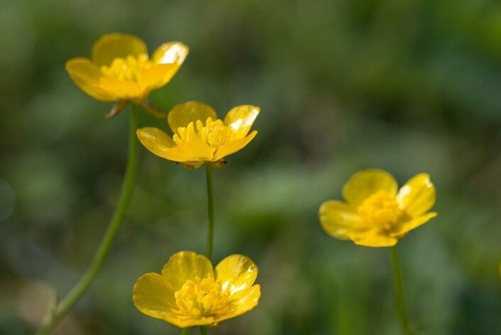 Krypsoleien har gule smørblomster. (Foto: E. Fløistad, Bioforsk) Krypsoleien har gule smørblomster. (Foto: E. Fløistad, Bioforsk)