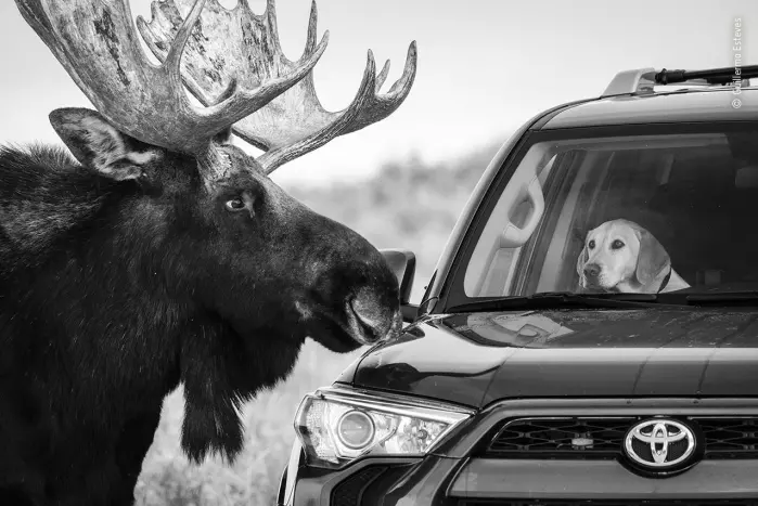 Nærkontakt. En nysgjerrig elg i Grand Teton National Park i Wyoming ser nærmere på en hund i en forbipasserende bil. Elger er store og uforutsigbare dyr, og hunden ser ikke helt bekvem ut. Blant publikums favoritter.