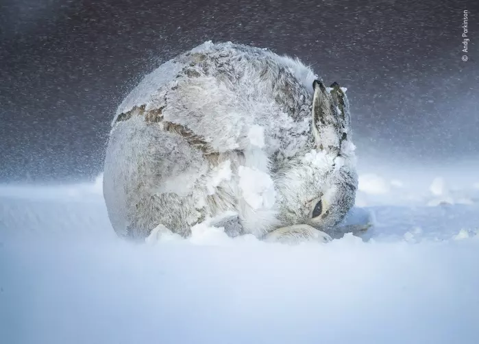 Harekule. En hunn-snøhare kjemper mot kulden i det skotske høylandet. Blant publikums favoritter.