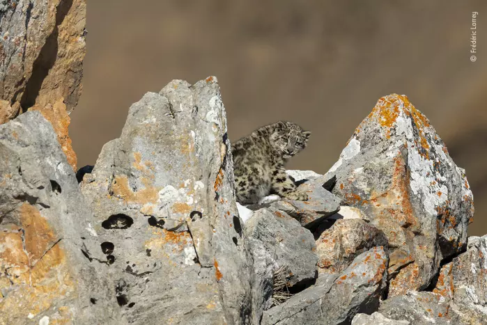 Unge på klippene. En seks måneder gammel snøleopardunge som har kommet vekk fra moren sin, søker ly blant klippene. Bildet ble tatt i Tibet, der de sjeldne kattene, i motsetning til andre steder, ikke jages av krypskyttere.