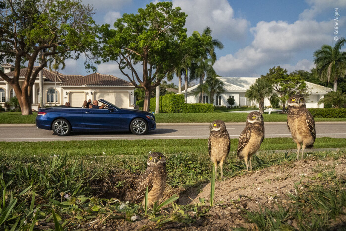 Ekte hagegnomer. På Marco Island i Florida finner man ikke bare luksushoteller og vakre strender, men også graveugler. Ekte hagegnomer. På Marco Island i Florida finner man ikke bare luksushoteller og vakre strender, men også graveugler.