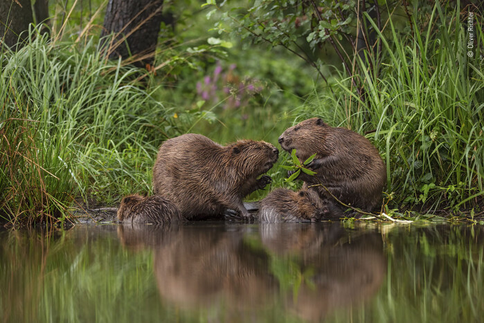 Et spesielt øyeblikk. Herr og fru Bever med en unge. Fotografen har lenge observert beverne omkring hjemmet og lagt merke til hvordan de påvirker landskapet. Et spesielt øyeblikk. Herr og fru Bever med en unge. Fotografen har lenge observert beverne omkring hjemmet og lagt merke til hvordan de påvirker landskapet.