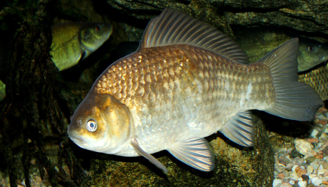 Denne fisken kan i perioder overleve uten oksygen. Kan karussen gjøre flere hjerter tilgjengelige for donasjon? Denne fisken kan i perioder overleve uten oksygen. Kan karussen gjøre flere hjerter tilgjengelige for donasjon?