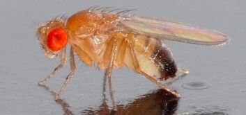 Bananflua (Drosophila melanogaster) er 2 mm lang og er lysegul. Den kommer fort til råtten og overmoden frukt og vinskvetter. (Foto: Wikimedia Commons / André Karwath) Bananflua (Drosophila melanogaster) er 2 mm lang og er lysegul. Den kommer fort til råtten og overmoden frukt og vinskvetter. (Foto: Wikimedia Commons / André Karwath)