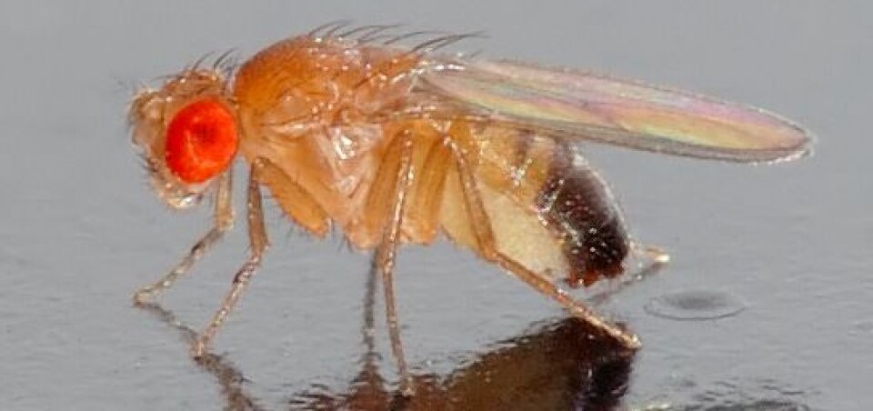 Bananflua (Drosophila melanogaster) er 2 mm lang og er lysegul. Den kommer fort til råtten og overmoden frukt og vinskvetter. (Foto: Wikimedia Commons / André Karwath)