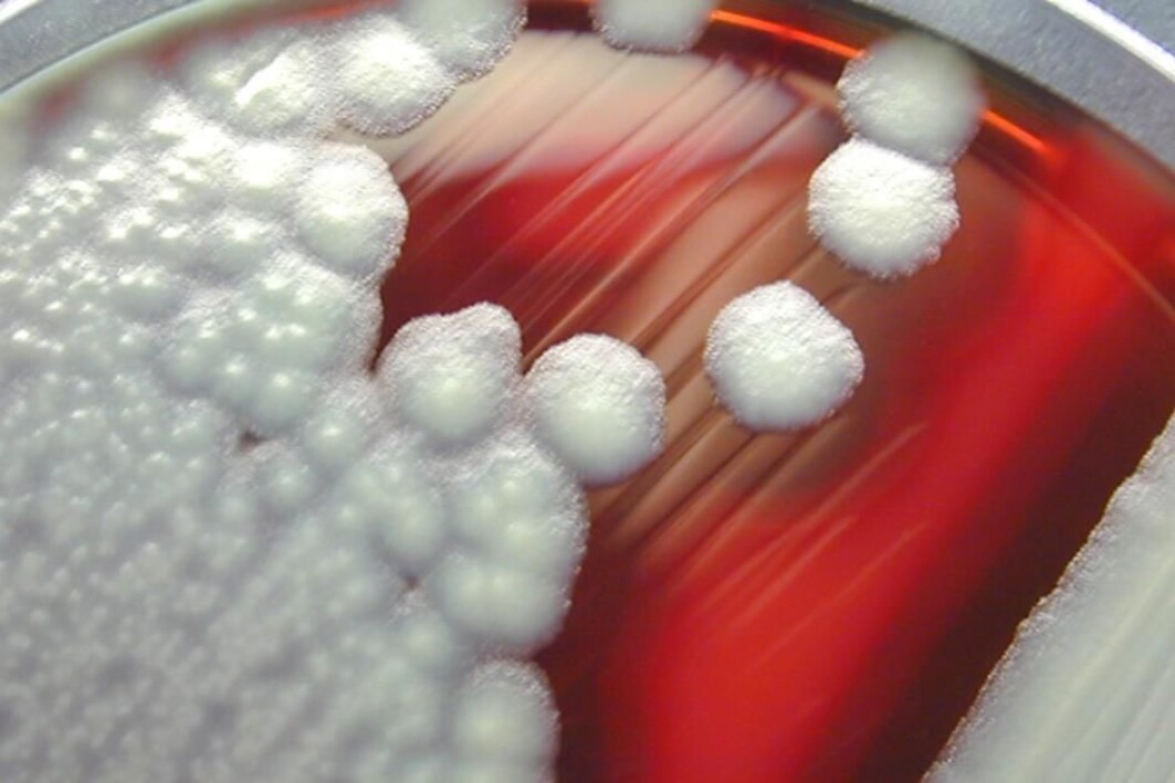 Bakretien Bacillus cereus i laboratoriet. Bakretien Bacillus cereus i laboratoriet.