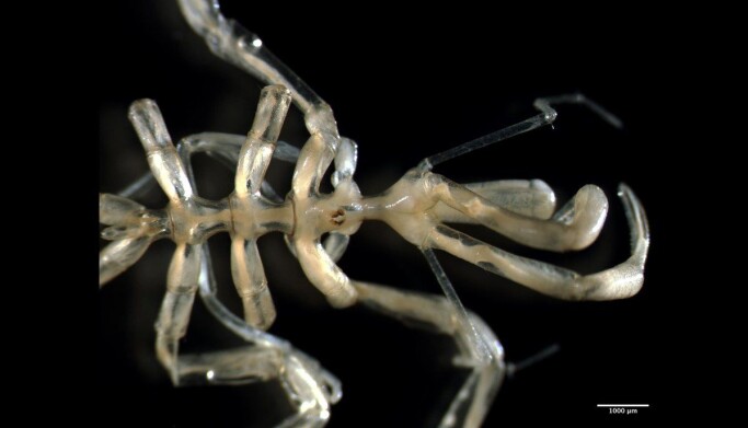 Nymphon elegans er en av rundt 40 arter havedderkopper som lever i våre farvann. Selv om de har 4 par bein er de ikke i slekt med edderkopper på land. Nymphon elegans er en av rundt 40 arter havedderkopper som lever i våre farvann. Selv om de har 4 par bein er de ikke i slekt med edderkopper på land.