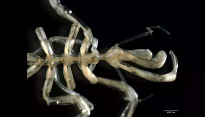 Nymphon elegans er en av rundt 40 arter havedderkopper som lever i våre farvann. Selv om de har 4 par bein er de ikke i slekt med edderkopper på land.