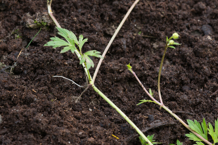 Stengelen til krypsoleien har utløpere som vokser langs bakken. (Foto: E. Fløistad, Bioforsk) Stengelen til krypsoleien har utløpere som vokser langs bakken. (Foto: E. Fløistad, Bioforsk)