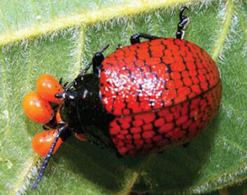 Hunn av arten D. reticulata inntar en bredbeint posisjon for å beskytte ferske larver i tropisk skog i Brasil. (Foto: Fernando A. Frieiro-Costa, lisens: CC-BY 3.0) Hunn av arten D. reticulata inntar en bredbeint posisjon for å beskytte ferske larver i tropisk skog i Brasil. (Foto: Fernando A. Frieiro-Costa, lisens: CC-BY 3.0)