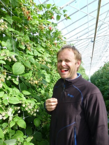 Jone Wiig har årets første bringebær i veksthuset på Sola på Jæren. (Foto: Åge Jørgensen, Bioforsk) Jone Wiig har årets første bringebær i veksthuset på Sola på Jæren. (Foto: Åge Jørgensen, Bioforsk)