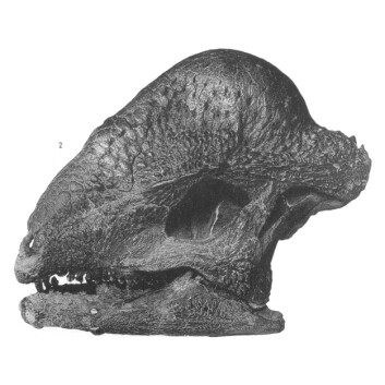 Skalle av stegoceras. (Foto: Barnum Brown/Wikimedia Commons) Skalle av stegoceras. (Foto: Barnum Brown/Wikimedia Commons)