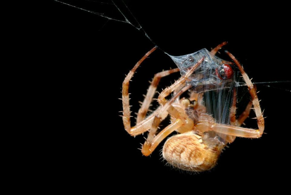Edderkopper finnes i titusenvis av arter – på landjorda, i skogene og enkelte til og med under vann. Edderkoppenes evolusjon er antagelig blitt formet av endringer i klimaet som har åpnet opp for nye tomme nisjer hvor noen edderkopper har kunnet utvikle seg uten konkurranse fra andre. (Foto: Colourbox)