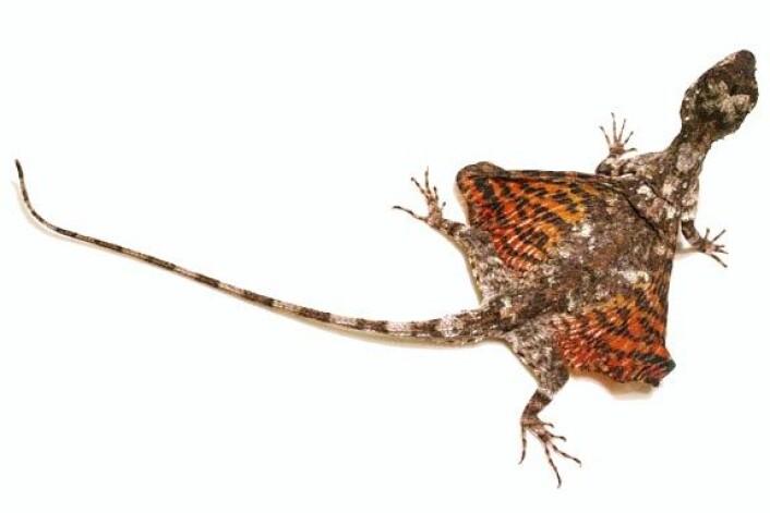 Drager er ikke bare fabeldyr. Denne lille dragen kan du treffe på i regnskogen i sørøst-Asia. Flygeagamens latinske navn er nemlig Draco volans, som blir flygende drage på norsk. (Foto: Alfeus Liman/WikimediaCommons) Drager er ikke bare fabeldyr. Denne lille dragen kan du treffe på i regnskogen i sørøst-Asia. Flygeagamens latinske navn er nemlig Draco volans, som blir flygende drage på norsk. (Foto: Alfeus Liman/WikimediaCommons)