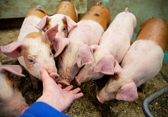 Local feed resources benefit piglets at weaning