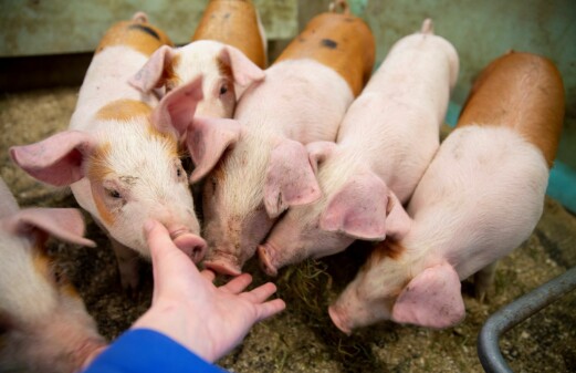 Local feed resources benefit piglets at weaning