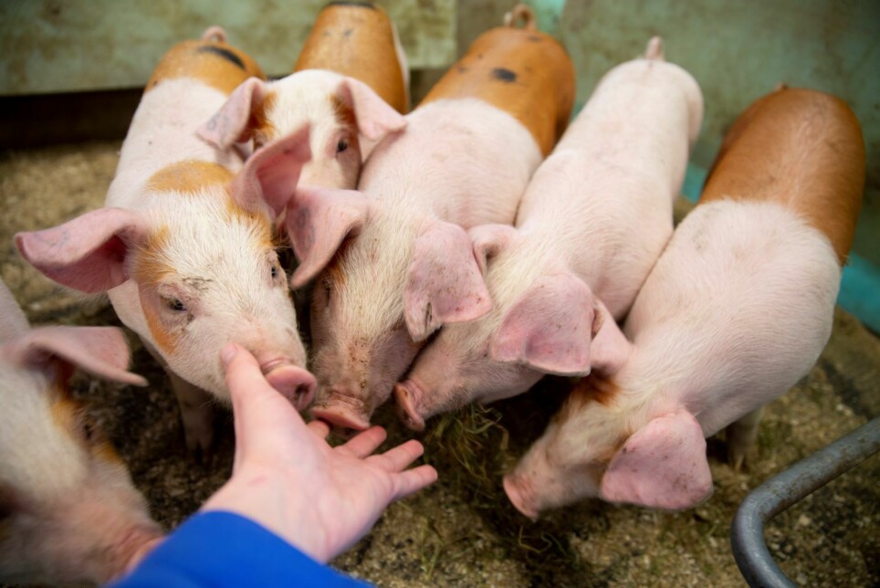 The pigs fed local feed had similar growth rate, feed utilization and meat quality as those fed imported soybean-meal-based feed.