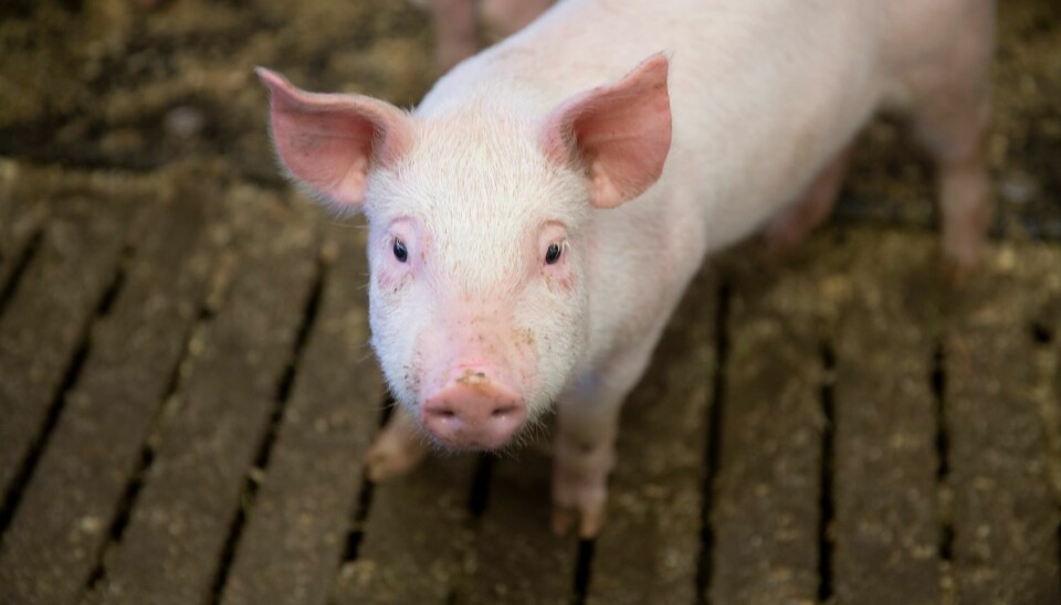 Det høye fiberinnholdet fra rapsen fremmet utviklingen av fibernedbrytende bakterier i grisens tarm.
