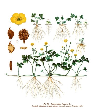 (Foto: (Ill.: K. Quelprud og S. Mørk, Korsmos ugrasplansjer/Bioforsk)) (Foto: (Ill.: K. Quelprud og S. Mørk, Korsmos ugrasplansjer/Bioforsk))
