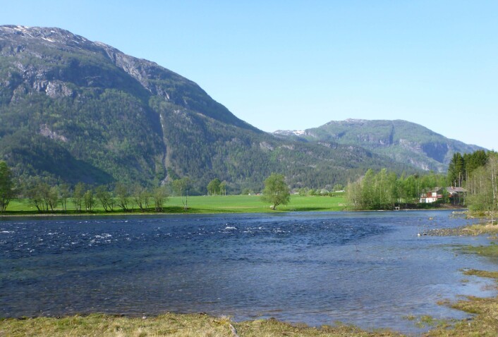 Suldalselva, ei av elvene som var med i undersøkjinga. (Foto: Svein Jakob Saltveit, NHM/UiO) Suldalselva, ei av elvene som var med i undersøkjinga. (Foto: Svein Jakob Saltveit, NHM/UiO)