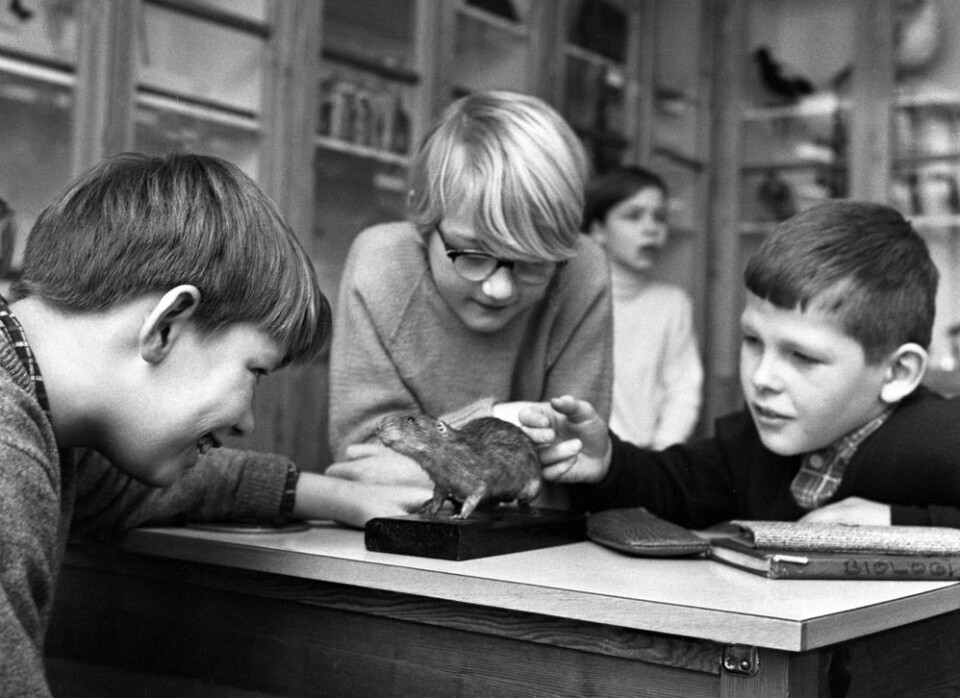 Naturfag på Marienlyst skole i 1966. På dette tidspunktet var sjuårig grunnskole obligatorisk for norske barn. (Foto: NTB scanpix)