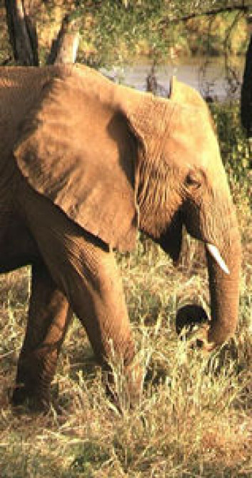 "Dette er en elefant..." "Dette er en elefant..."