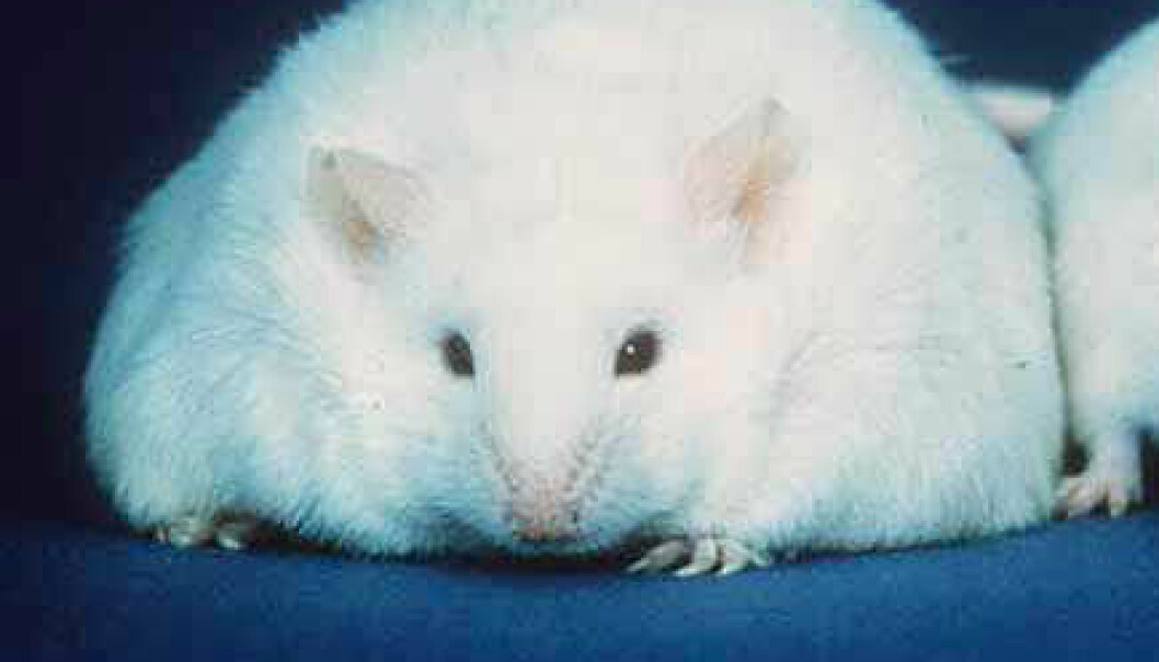 Matglade mus gjør medisinen usikker