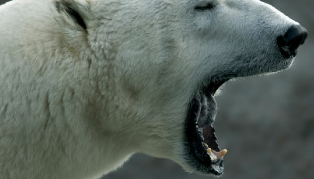 Miljø og dyreliv taper mot PCB på Svalbard