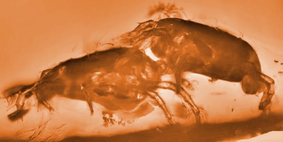 To utdødde midd av arten Glaesacarus rhombeus, bevart under paring i et stykke rav. De vanlige kjønnsrollene er byttet om. Hunnen til venstre kontrollerer paringen, og holder hannen (til høyre) fast. Bildet er kunstig fargelagt av forskning.no (Foto: Ekaterina Sidorchuk)