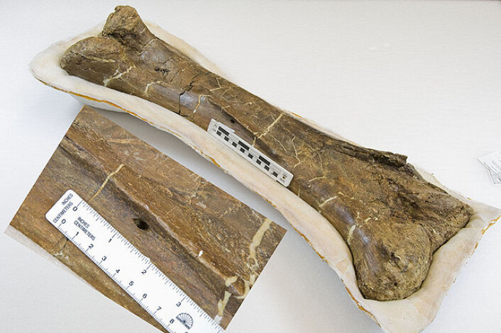 Lårbeinet etter en Centrosaurus apertus, en dinosaur i ceratopsiagruppen, og næringshullet (innfelt). (Foto: Dr Donald Henderson, Royal Tyrrell Museum, Alberta, Canada) Lårbeinet etter en Centrosaurus apertus, en dinosaur i ceratopsiagruppen, og næringshullet (innfelt). (Foto: Dr Donald Henderson, Royal Tyrrell Museum, Alberta, Canada)