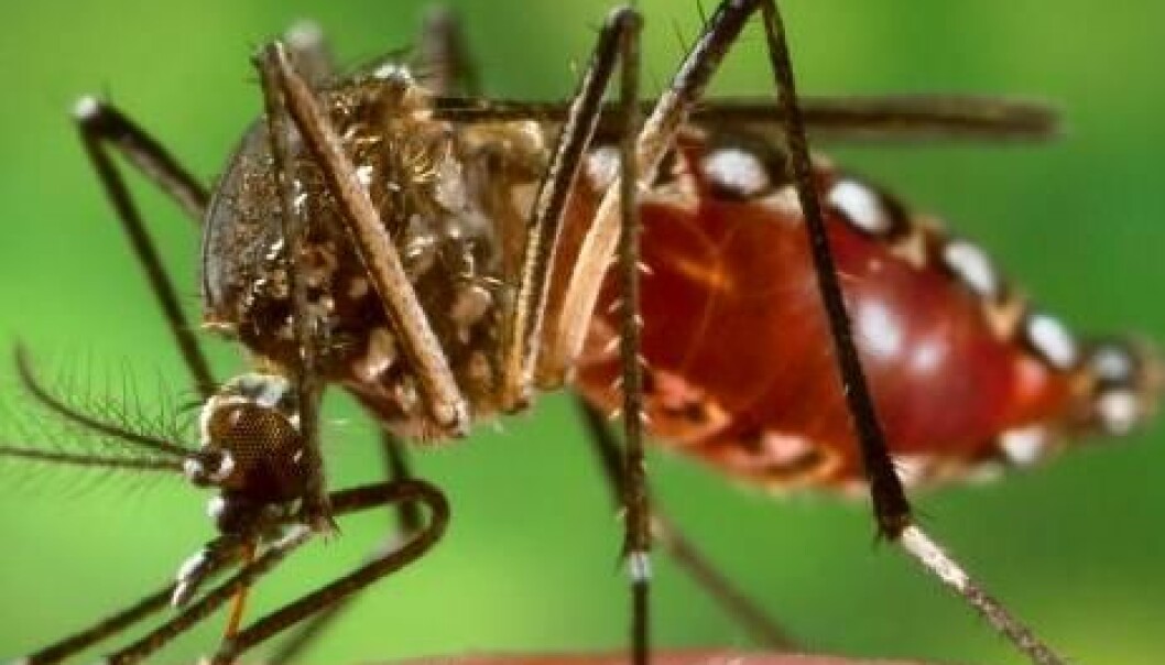 Genmodifisert mygg skal hindre dengue-feber