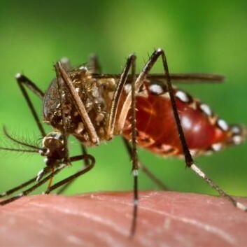 Aedes aegypti er ansvarlig for spredninga av både denguefeber og gulfeber. (Foto: Wikimedia Commons) Aedes aegypti er ansvarlig for spredninga av både denguefeber og gulfeber. (Foto: Wikimedia Commons)