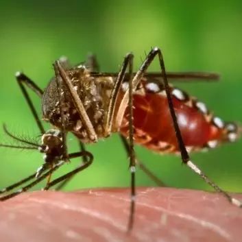Aedes aegypti er ansvarlig for spredninga av både denguefeber og gulfeber. (Foto: Wikimedia Commons)